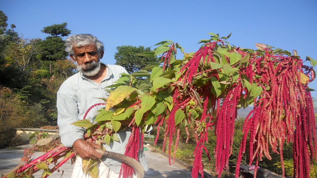 बारहनाजा : पौष्टिकता और  औषधीय गुणों से भरपूर