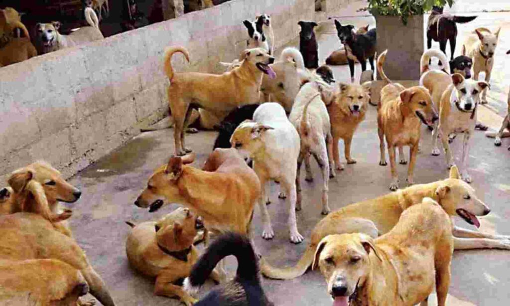 कुत्ते : अच्छे-खासे दोस्त, बन गए कटखन्ने