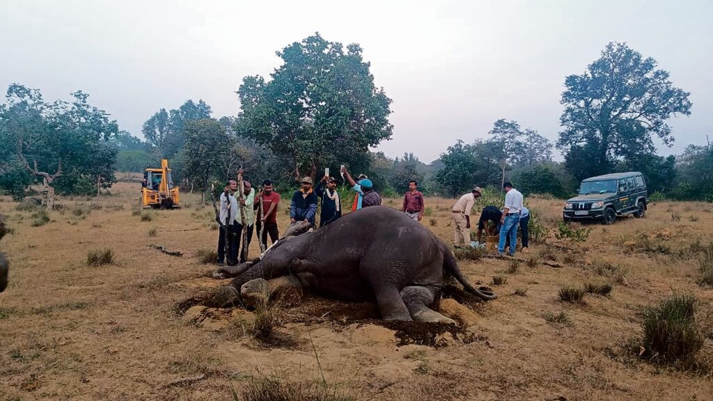 हाथी और मानव के बीच बढ़ता संघर्ष 