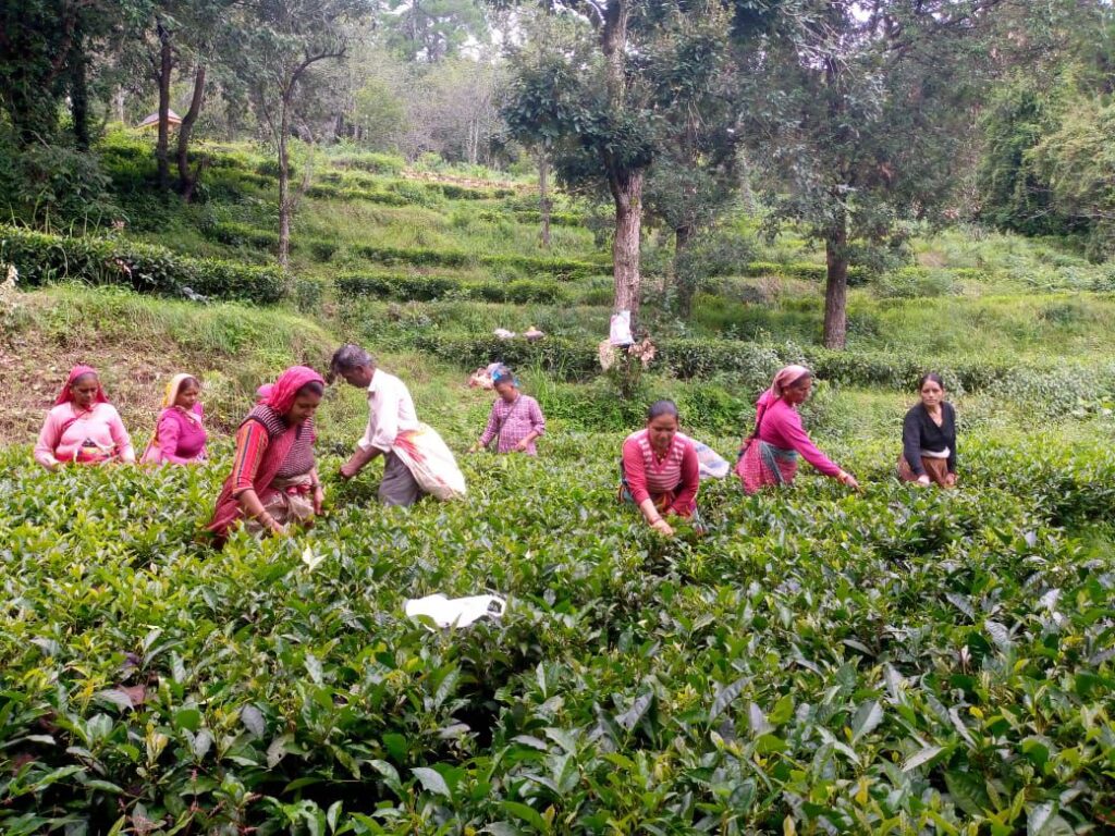 कौसानी चाय बागान : किसानों के शोषण की अनसुनी कहानी