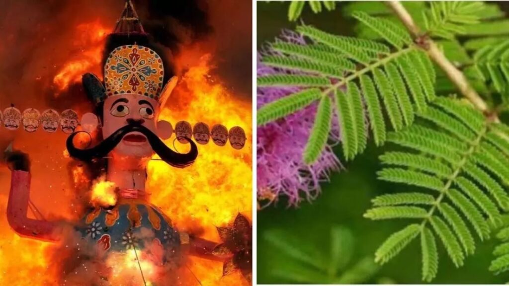 दशहरे पर पूजनीय-शमी : विजय, परंपरा और पर्यावरण का अमर प्रतीक