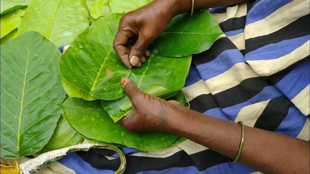 व्यवसाय : ‘डिनर प्लेट प्लांट’  कनकचंपा
