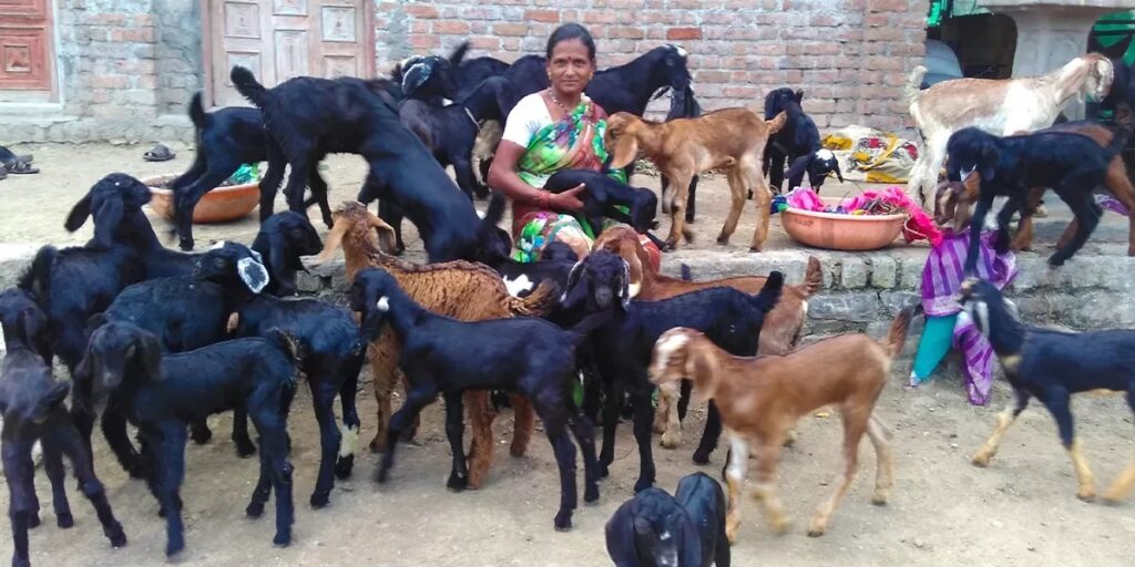 ग्रामीण आजीविका : बकरी के महत्त्व को कम मत आंकिए