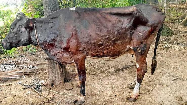 ‘लंपी’ के लपेटे में फिर राजस्थान
